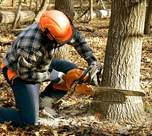 Tree Removal in Guion, AR